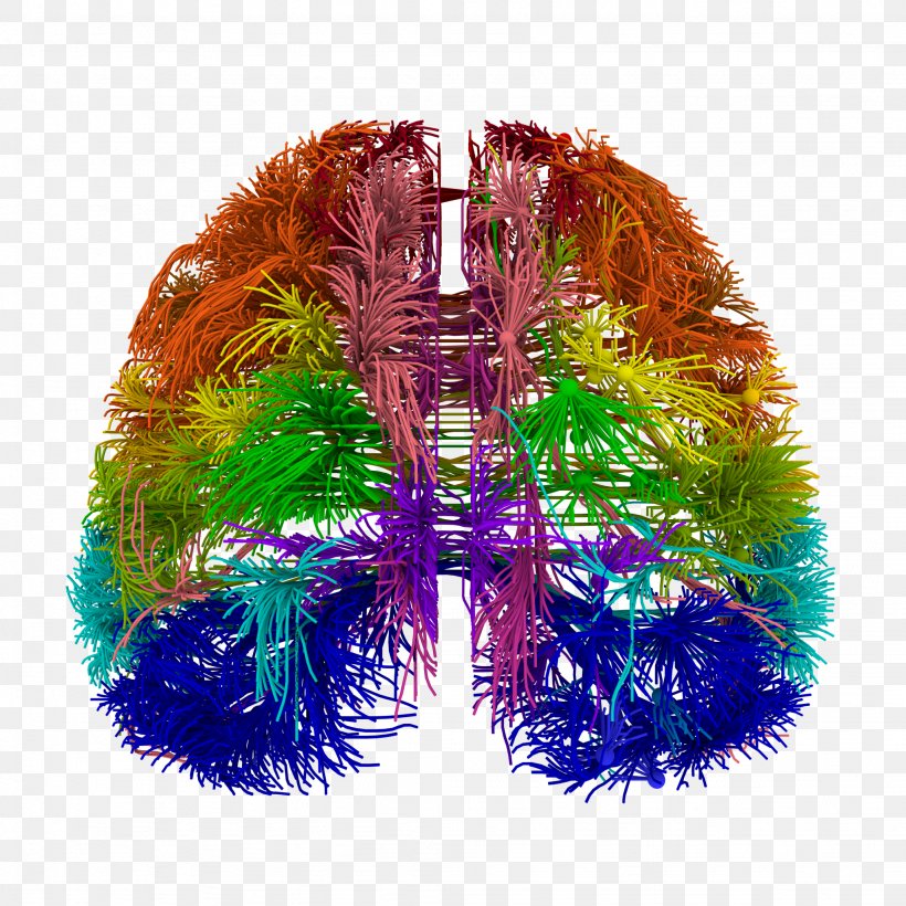 Blue Brain Project Wiring Diagram Connectome, PNG, 2048x2048px, Blue Brain Project, Allen Institute For Brain Science, Brain, Brain Mapping, Cerebral Cortex Download Free