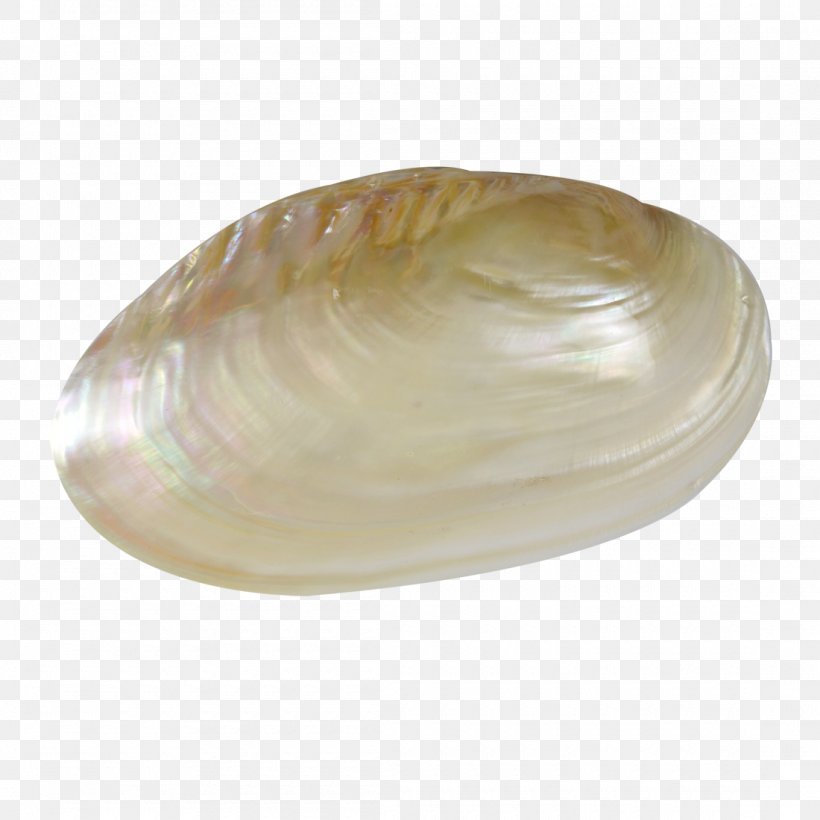 Clam Oyster Seashell Mussel Veneroida, PNG, 1100x1100px, Clam, Baltic Clam, Clams Oysters Mussels And Scallops, Conchology, Cowry Download Free