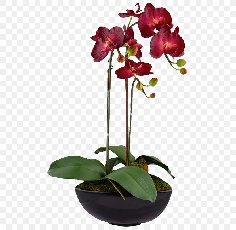 Moth Orchids Floral Design Flower Red, PNG, 508x800px, Moth Orchids, Artificial Flower, Boat Orchid, Flora, Floral Design Download Free