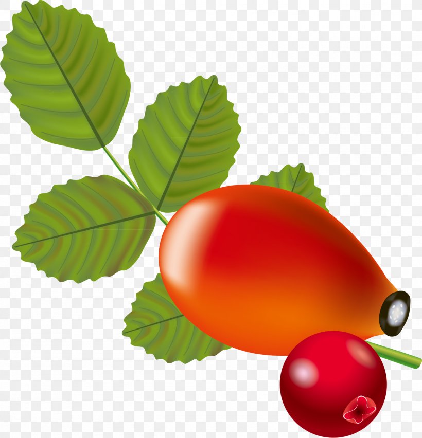 Rose Hip Berry Auglis Clip Art, PNG, 1549x1610px, Rose Hip, Auglis, Avocado, Berry, Cherry Download Free