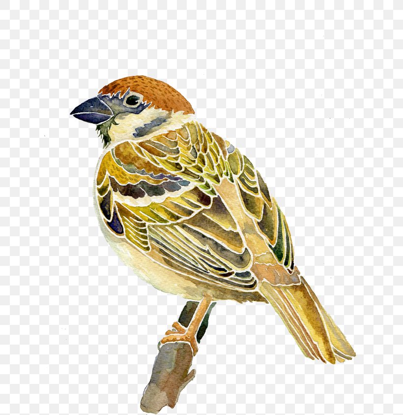 Sparrow, PNG, 658x843px, Bird, Art, Beak, Cushion, Drawing Download Free