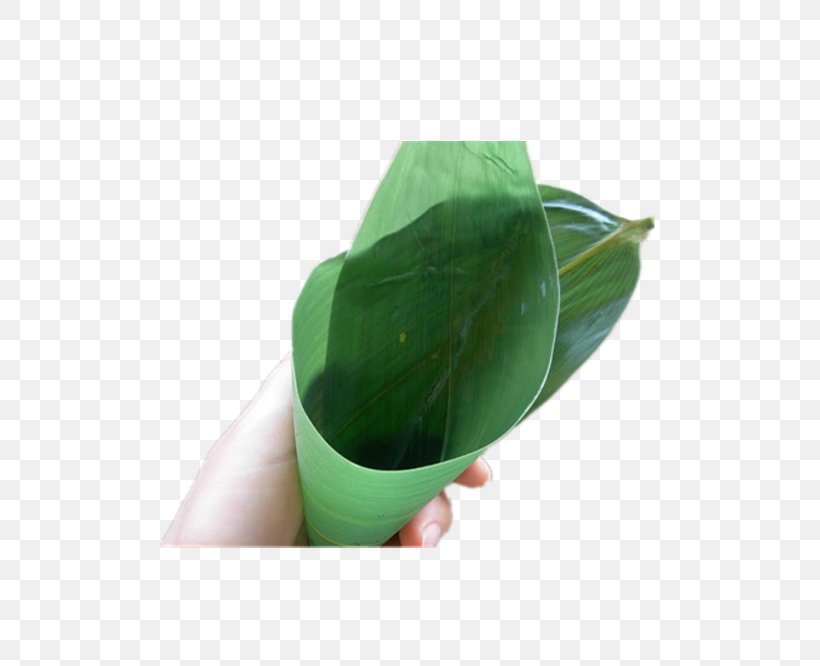 Zongzi Leaf Gratis, PNG, 500x666px, Zongzi, Bamboe, Bamboo, Banana Leaf, Flowerpot Download Free