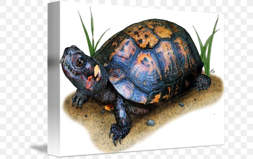Box Turtles Bog Turtle Drawing, PNG, 650x514px, Box Turtles, Art, Artist, Bog Turtle, Box Turtle Download Free