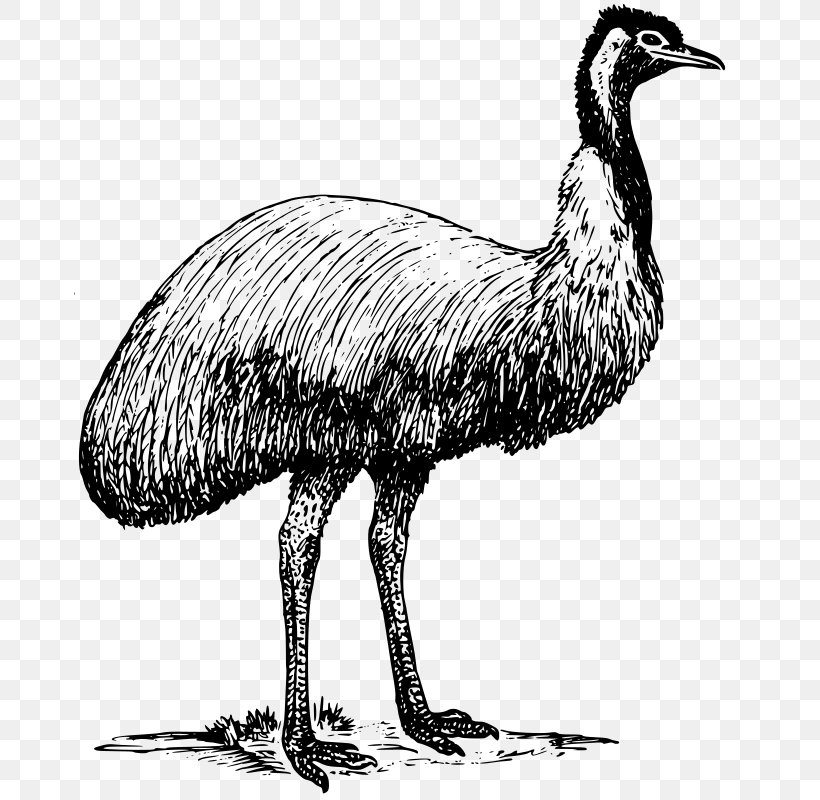 Common Ostrich Bird Emu Clip Art, PNG, 672x800px, Common Ostrich, Beak, Bird, Black And White, Drawing Download Free