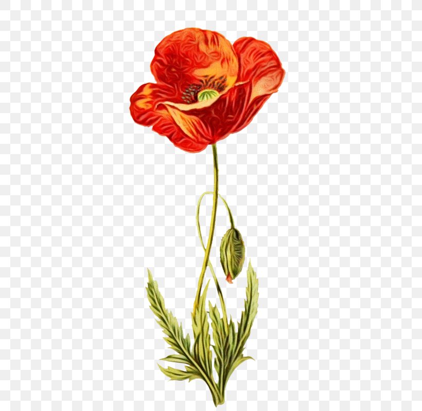 Flower Flowering Plant Plant Cut Flowers Coquelicot, PNG, 416x800px, Watercolor, Coquelicot, Corn Poppy, Cut Flowers, Flower Download Free