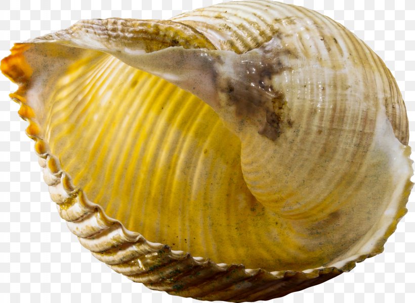 Seashell Gastropod Shell Snail Conch, PNG, 1843x1350px, Seashell, Animal Source Foods, Clam, Clams Oysters Mussels And Scallops, Cockle Download Free