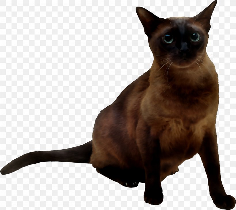 Siamese Cat Tonkinese Cat Domestic Short-haired Cat Mumbai Whiskers, PNG, 2821x2512px, Siamese Cat, Asia, Asian, Asian People, Balinese Download Free