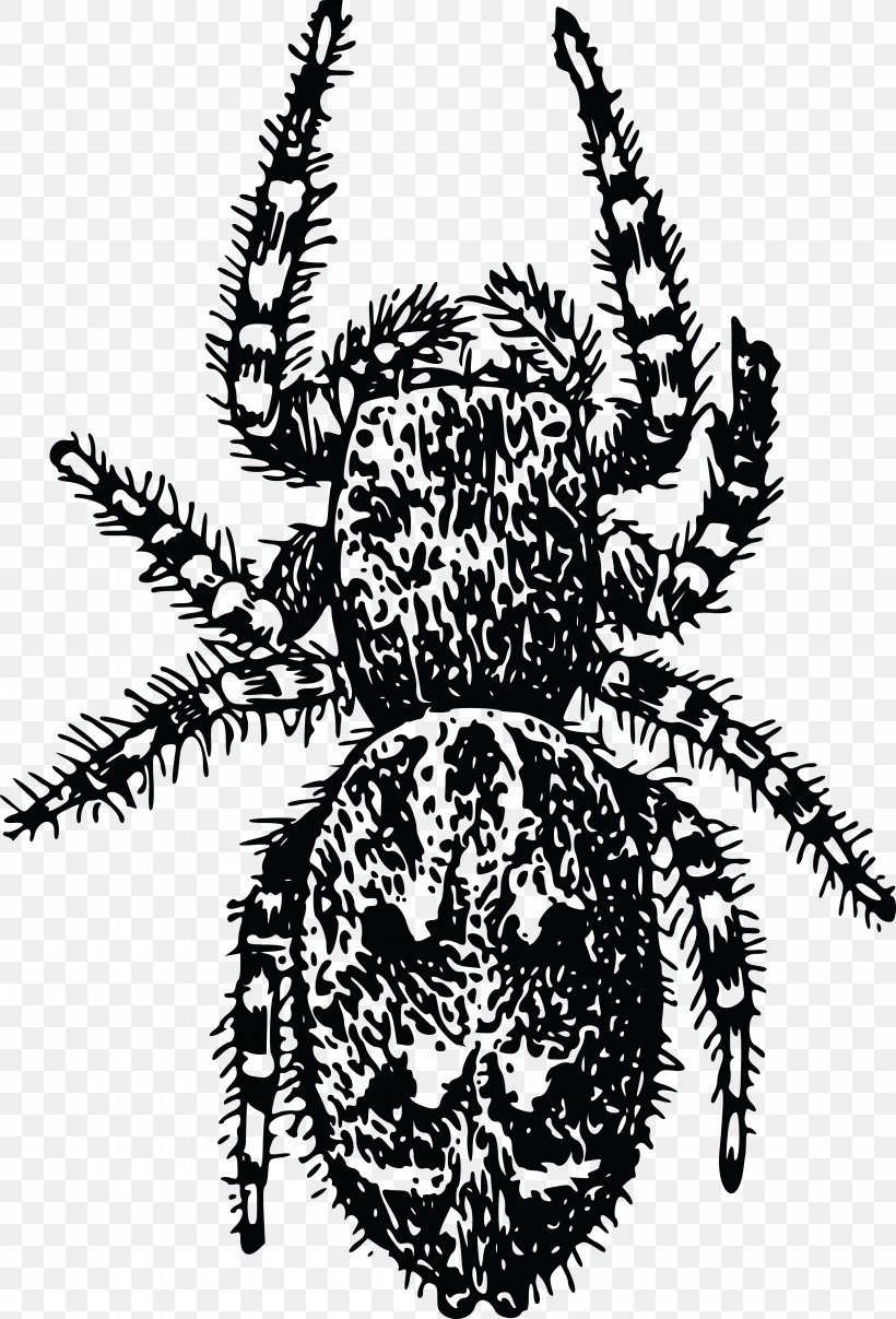 European Garden Spider Arthropod Beetle Clip Art, PNG, 4000x5889px, Spider, Angulate Orbweavers, Arachnid, Araneus, Arthropod Download Free
