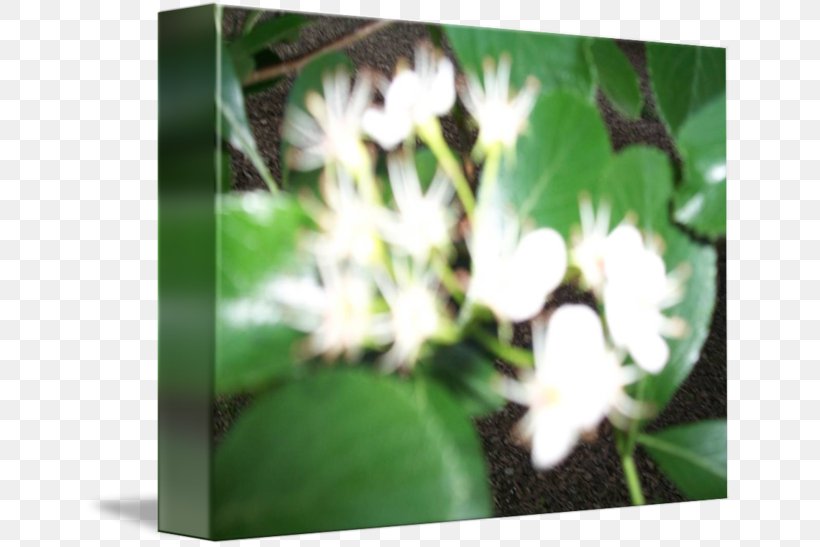 Petal Leaf Flowering Plant, PNG, 650x547px, Petal, Flora, Flower, Flowering Plant, Leaf Download Free