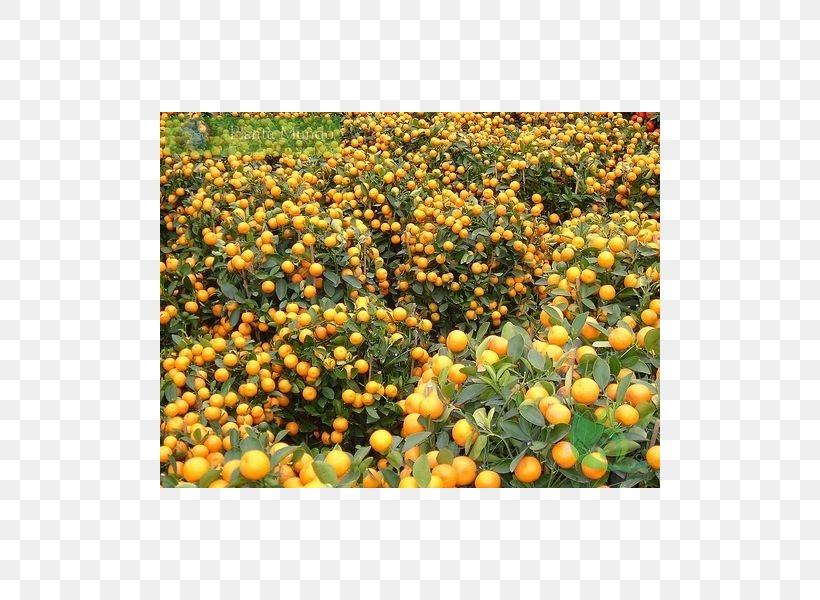 Spondias Tuberosa Orange Sowing Citrus Grafting, PNG, 600x600px, Orange, Agriculture, Ambarella, Calendula, Citrus Download Free