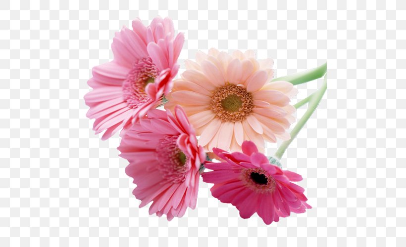 Desktop Wallpaper Cut Flowers Transvaal Daisy Deity America, PNG, 500x500px, Flower, Annual Plant, Artificial Flower, Blog, Chrysanths Download Free