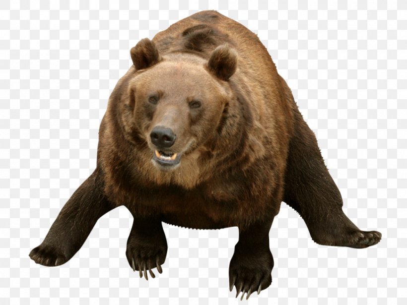 Grizzly Bear American Black Bear El Oso Pardo Dog, PNG, 1000x751px, Grizzly Bear, American Black Bear, Animal, Asian Black Bear, Basabizitza Download Free