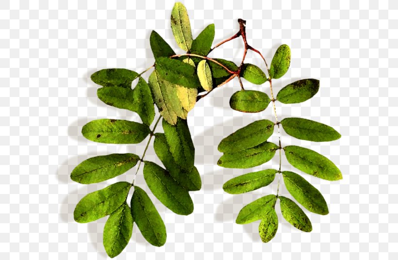 Leaf Rowan Tree Plant Stem Herbalism, PNG, 600x536px, Leaf, Herbalism, Mountainash, Organism, Plant Download Free