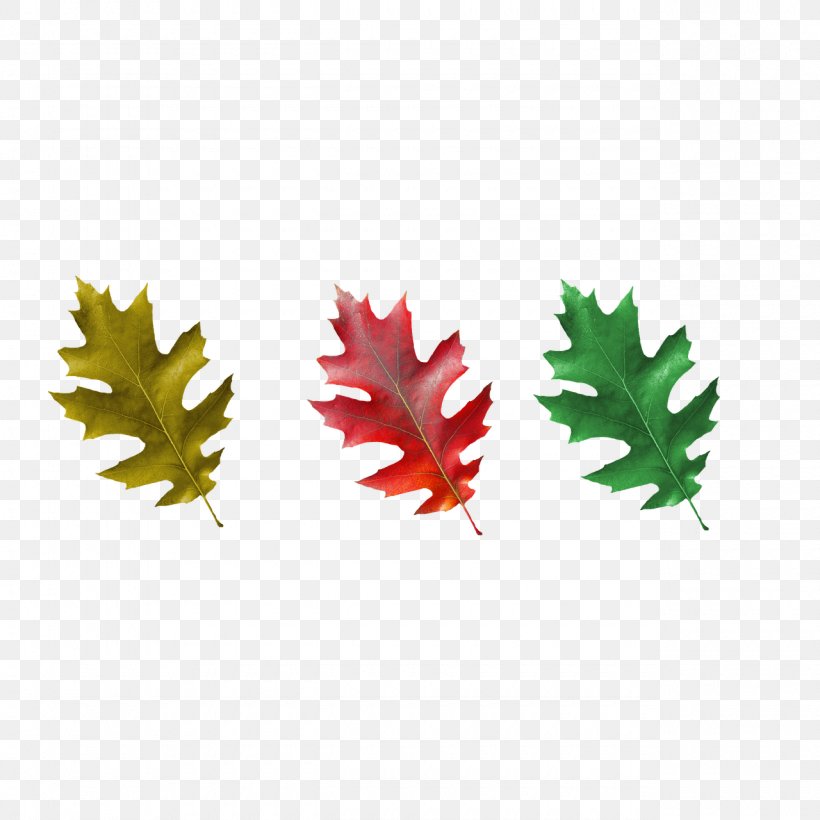 Maple Leaf, PNG, 1280x1280px, Maple Leaf, Leaf, Tree Download Free