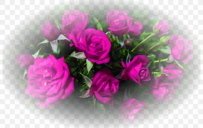 Rose Desktop Wallpaper Cut Flowers, PNG, 800x516px, 4k Resolution, Rose, Annual Plant, Artificial Flower, Color Download Free