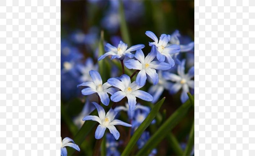 Scilla Bellflower Family Bellflowers, PNG, 500x500px, Scilla, Bellflower Family, Bellflowers, Flora, Flower Download Free