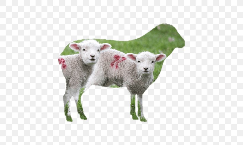 Sheep Sladesdown Farm Cattle Meat Landscove, PNG, 530x490px, Sheep, Ashburton, Beef, Cattle, Cattle Like Mammal Download Free