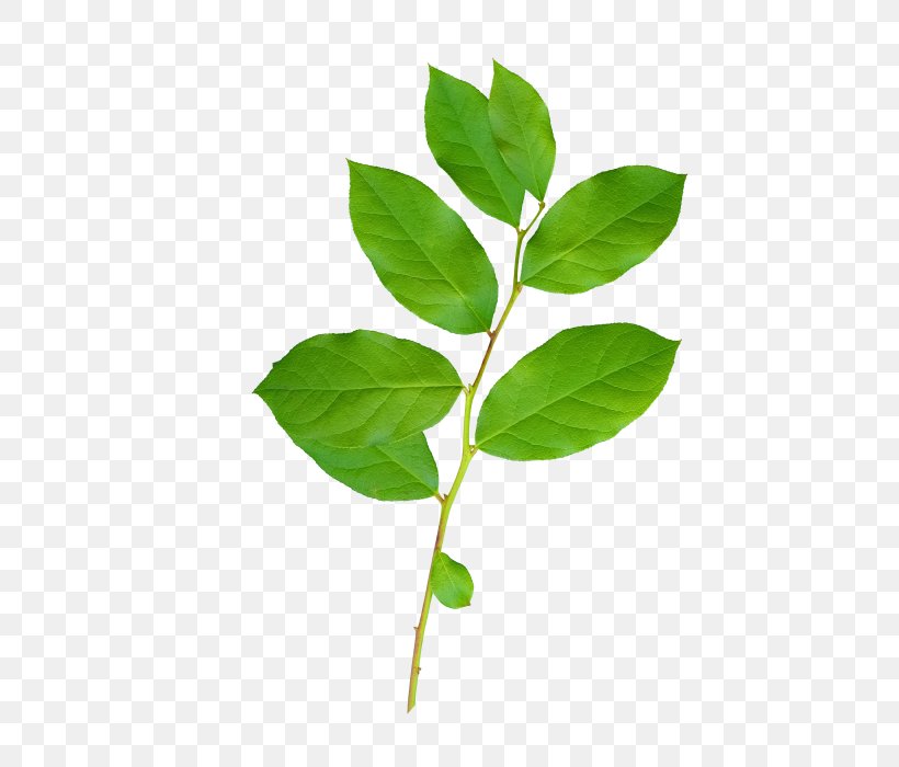 Twig Leaf Tree, PNG, 700x700px, Twig, Branch, Color, Green, Herb Download Free
