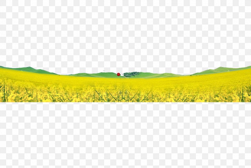 Yellow Google Images, PNG, 897x600px, Yellow, Blue, Field, Flowers, Google Images Download Free