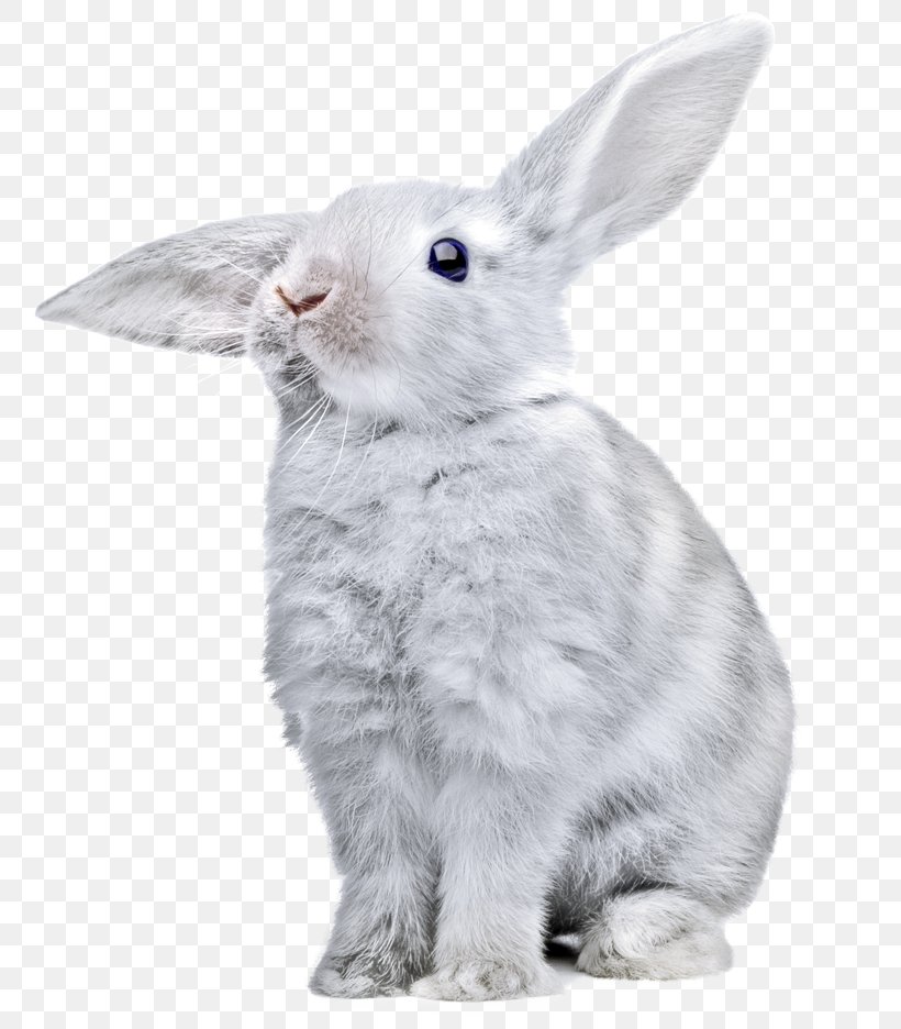 Rabbit Image Clip Art Transparency, PNG, 800x936px, Rabbit, Animal, Clipping Path, Domestic Rabbit, Fur Download Free