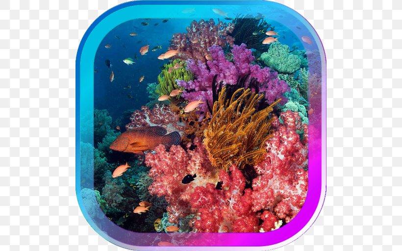 Bunaken World Ocean Coral Reef Underwater Scuba Diving, PNG, 512x512px, Bunaken, Aquarium Decor, Cnidaria, Coral, Coral Reef Download Free