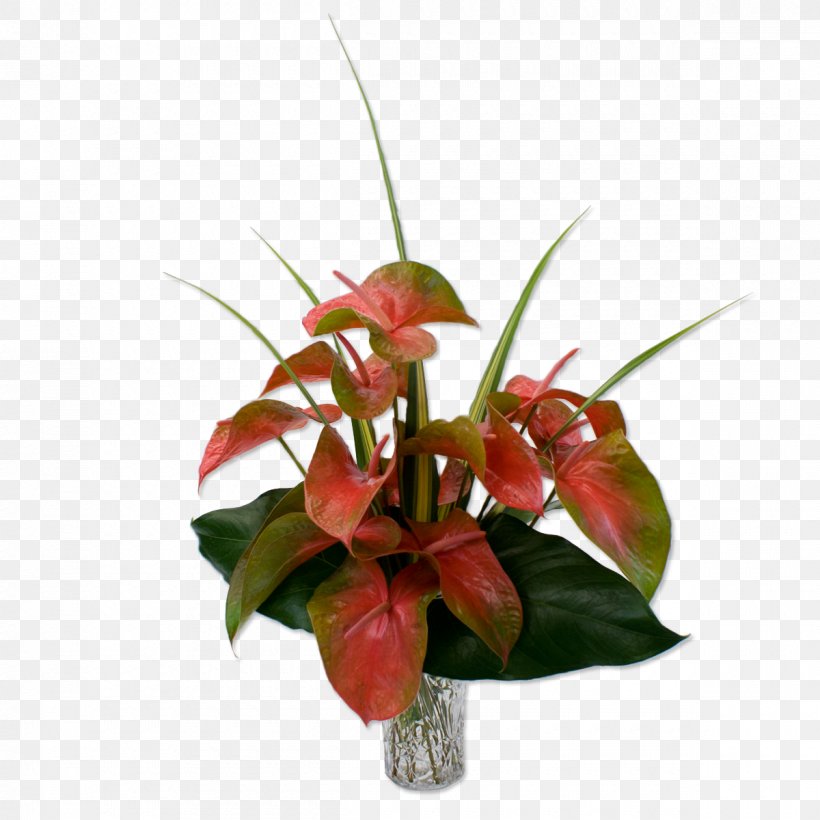 Hawaii Anthurium Andraeanum Flower Bouquet Cut Flowers, PNG, 1200x1200px, Hawaii, Anthurium Andraeanum, Cut Flowers, Floral Design, Floristry Download Free
