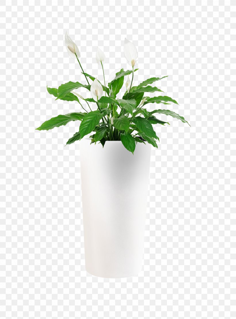 Houseplant Flower Spathiphyllum Wallisii Indoor Air Quality, PNG, 1972x2664px, Houseplant, Aloe Vera, Arumlily, Bog Arum, California Poppy Download Free