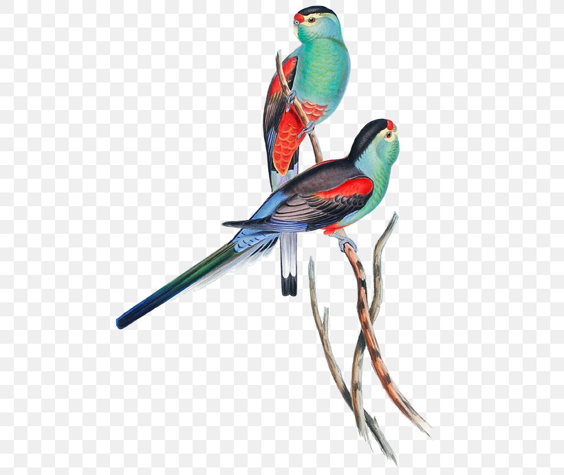 Paradise Parrot The Birds Of Australia Parakeet, PNG, 508x691px, Parrot, Art, Beak, Bird, Birdofparadise Download Free