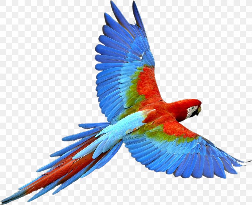 Parrot Bird Flight Bird Flight, PNG, 1222x998px, Parrot, Beak, Bird, Bird Flight, Color Download Free