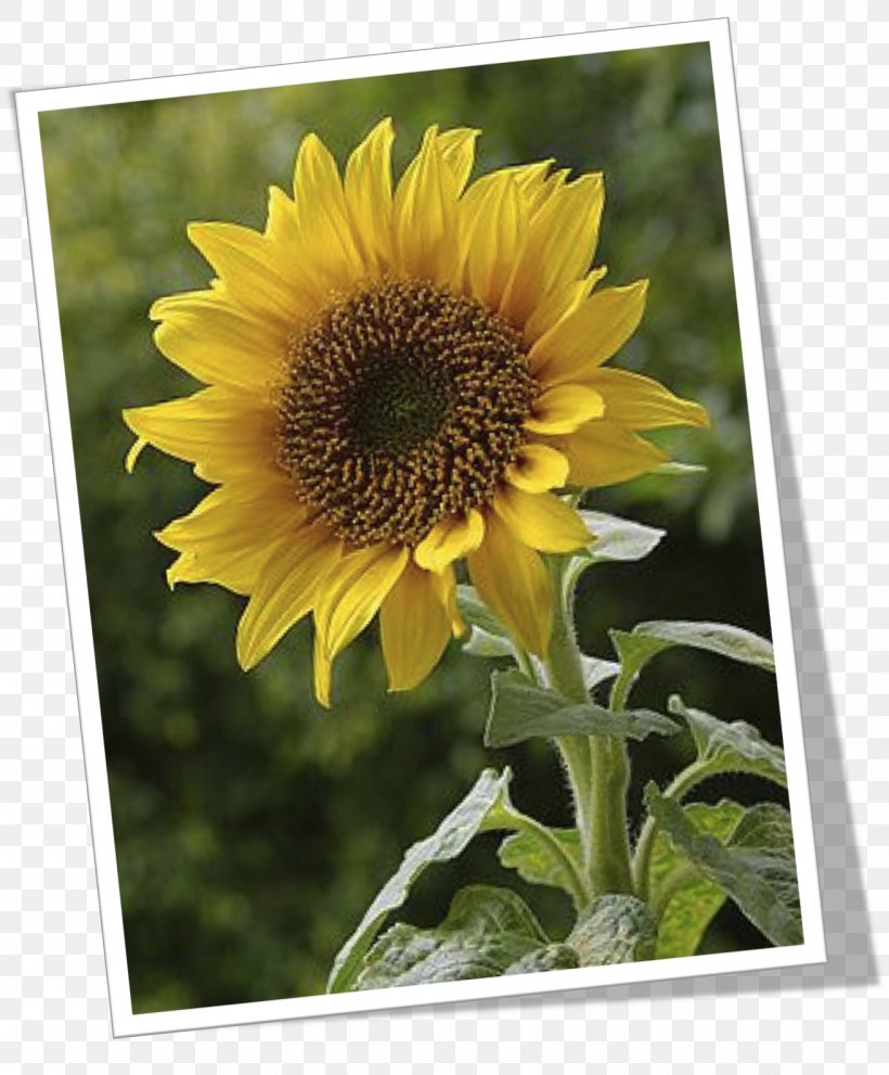 Common Sunflower Daisy Family Seed Common Daisy, PNG, 1313x1588px, Common Sunflower, Annual Plant, Asterales, Common Daisy, Daisy Family Download Free
