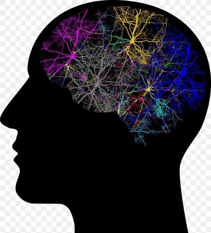 Human Brain Human Head Transcranial Magnetic Stimulation, PNG, 1161x1280px, Watercolor, Cartoon, Flower, Frame, Heart Download Free