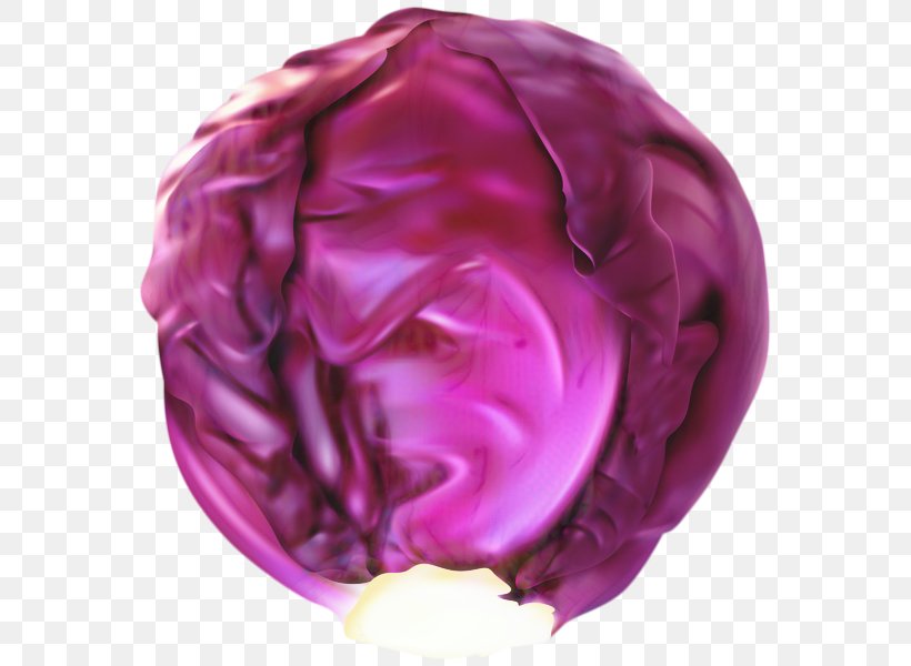 Vegetable Cartoon, PNG, 579x600px, Red Cabbage, Cabbage, Cauliflower, Magenta, Petal Download Free
