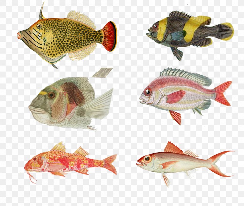 Freshwater Fish Fishing, PNG, 1051x886px, Fish, Bony Fish, Carp, Common Rudd, Designer Download Free