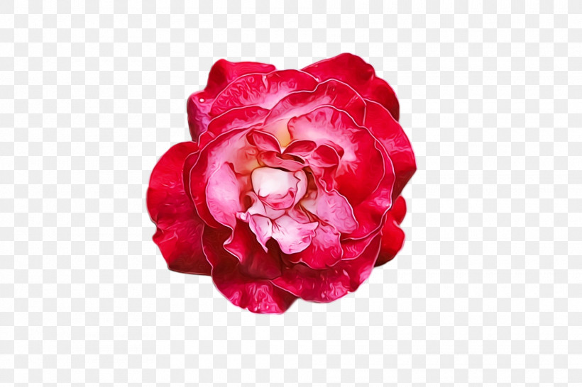 Garden Roses, PNG, 1920x1280px, Watercolor, Cabbage Rose, Camellia, Cut Flowers, Family Download Free