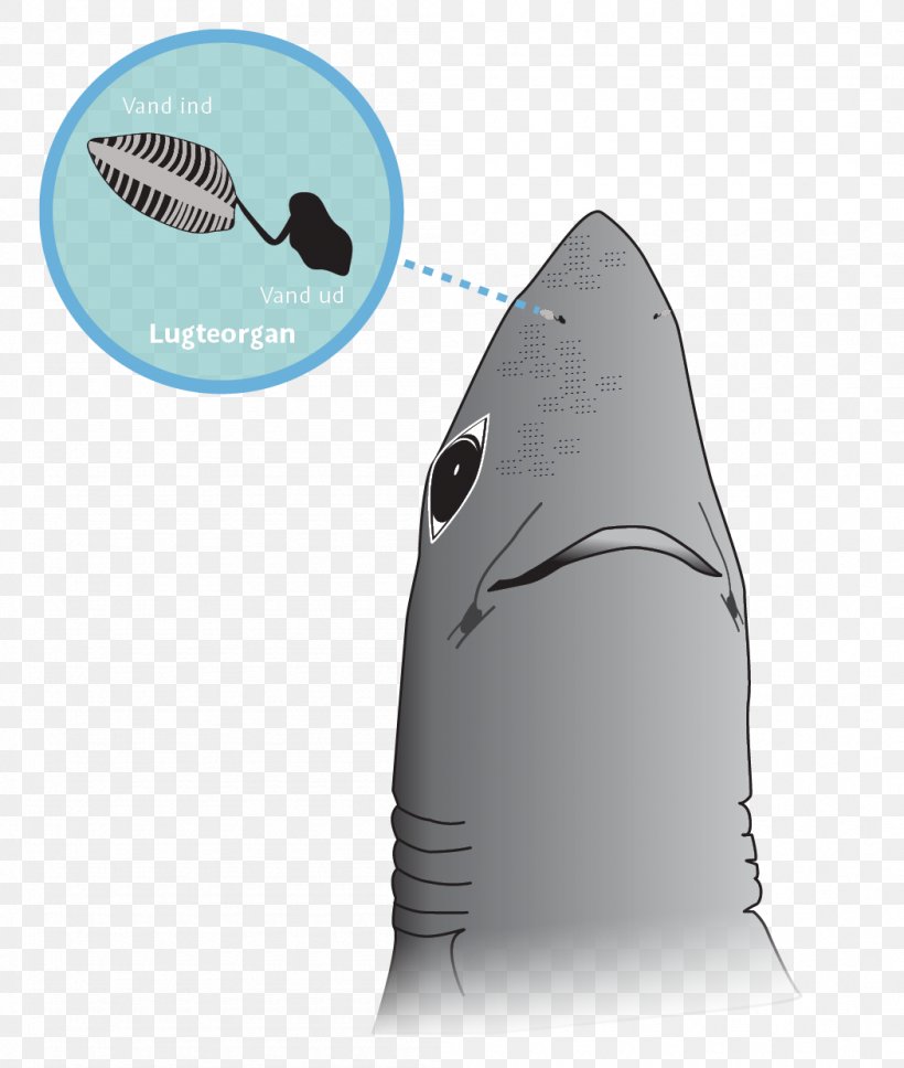 Shark Sense Odor Olfaction Nose, PNG, 1050x1240px, Shark, Blood, Fish, Great White Shark, Homo Sapiens Download Free