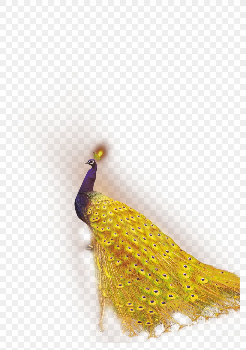 Bird Peafowl Feather Template, PNG, 3269x4656px, Bird, Beak, Cdr, Dwg, Feather Download Free