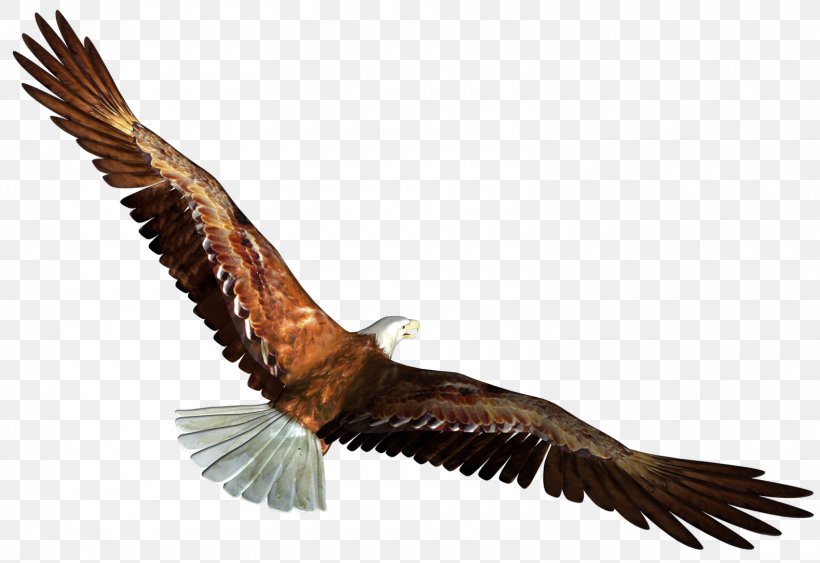 Bald Eagle Bird Clip Art, PNG, 1580x1085px, Bald Eagle, Accipitriformes, Beak, Bird, Bird Of Prey Download Free