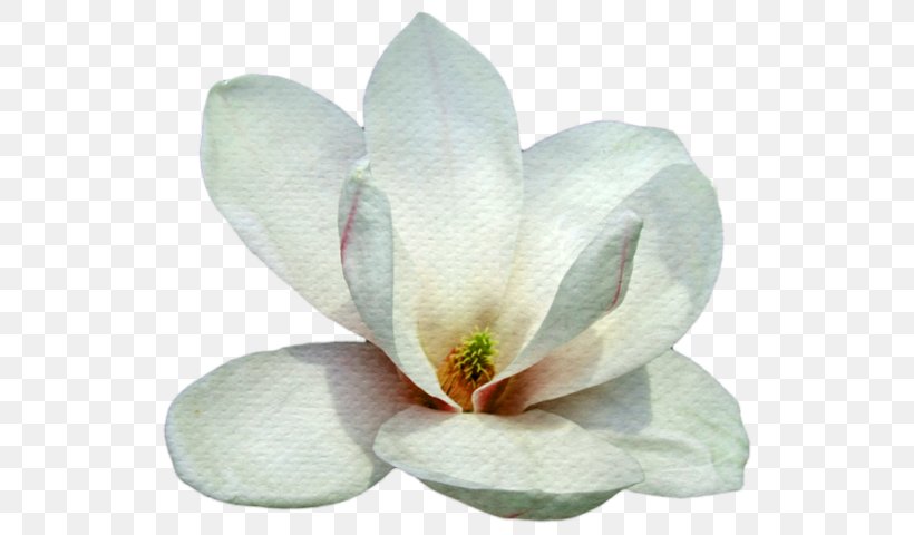 Petal Blogger Magnolia, PNG, 553x480px, Petal, Blogger, Flower, Flowering Plant, Magnolia Download Free