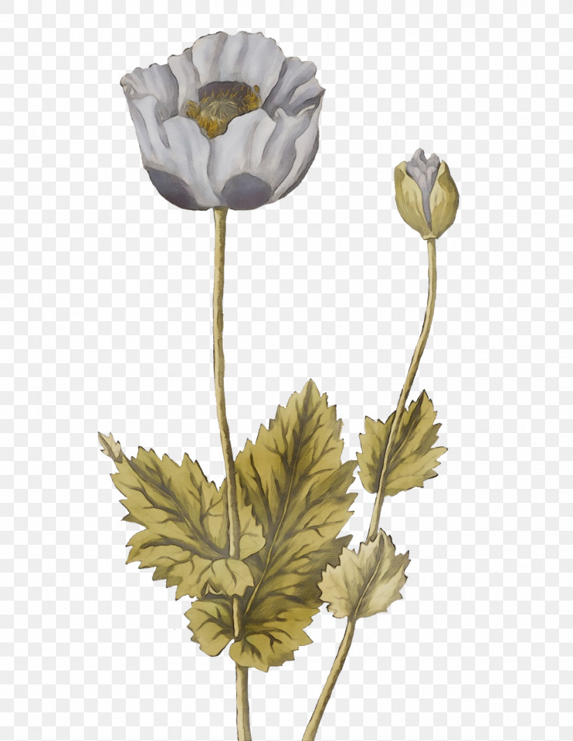 Plant Stem Petal Cut Flowers Flower The Poppy Family, PNG, 989x1280px, Watercolor, Biology, Cut Flowers, Flower, Paint Download Free