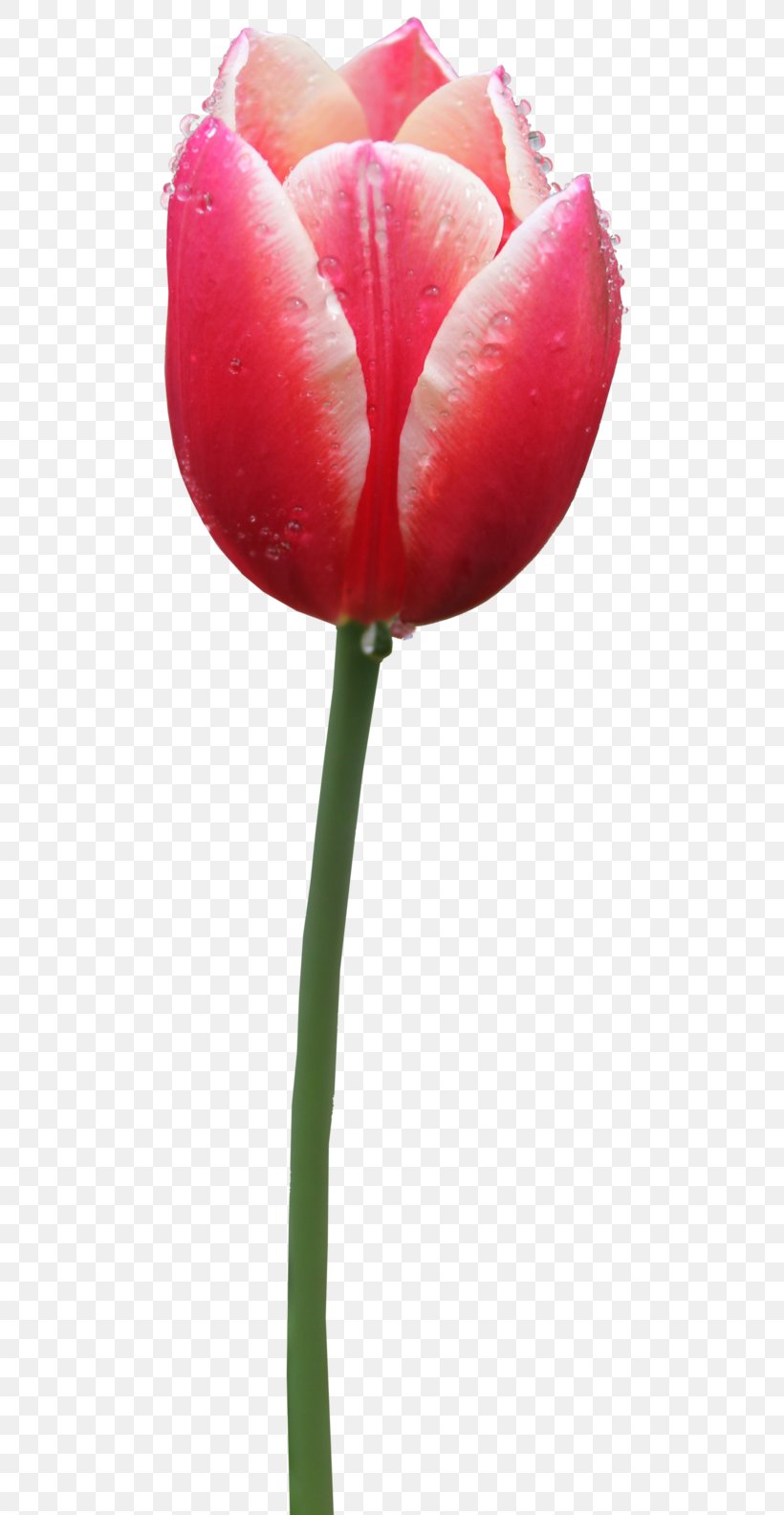 Tulip Clip Art, PNG, 504x1584px, Tulip, Bud, Close Up, Cut Flowers, Display Resolution Download Free