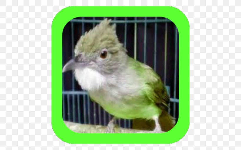 Lovebird Alophoixus Magpie-robins Beard, PNG, 512x512px, Bird, Animal, Beak, Beard, Bulbul Download Free