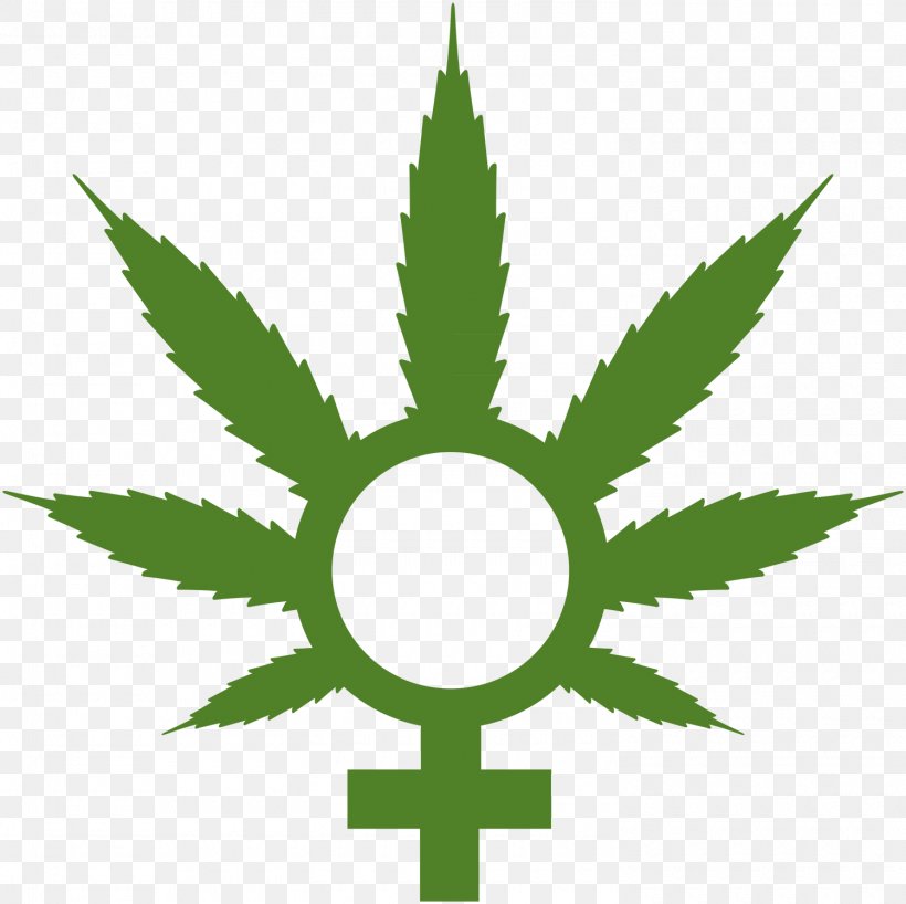 Medical Cannabis Cannabis Cultivation Cannabis Sativa, PNG, 1500x1498px, 420 Day, Cannabis, Bong, Cannabis Cultivation, Cannabis Sativa Download Free