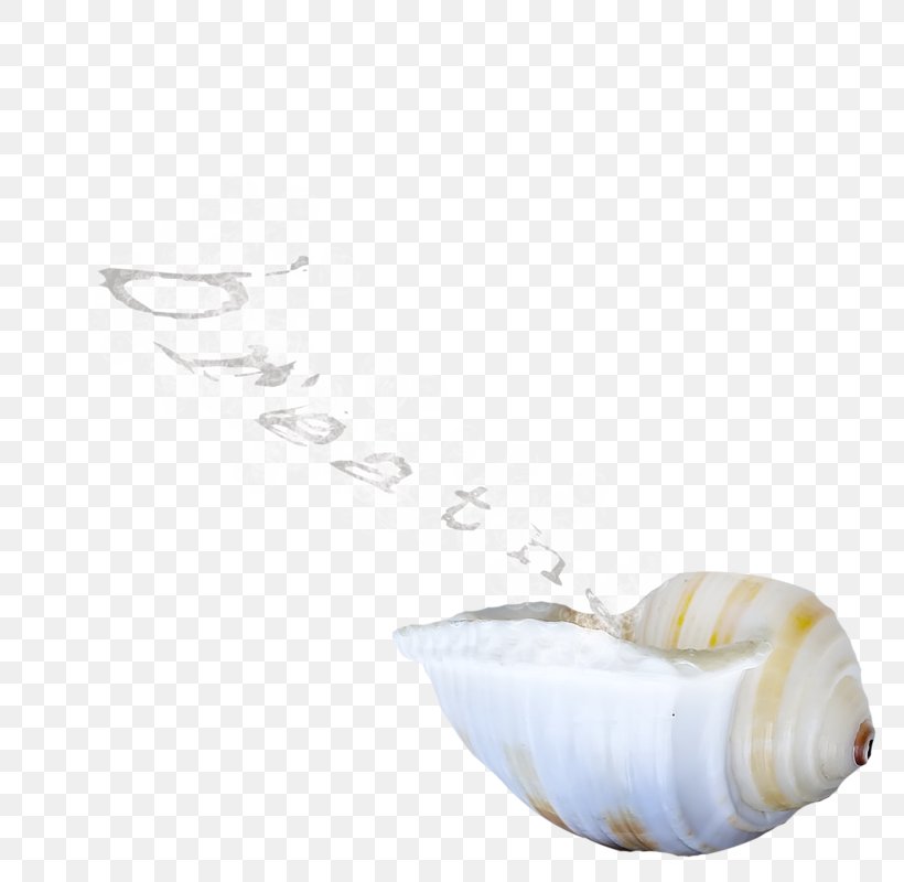 Seashell Shellfish, PNG, 800x800px, Seashell, Google Images, Shellfish, Tableware Download Free