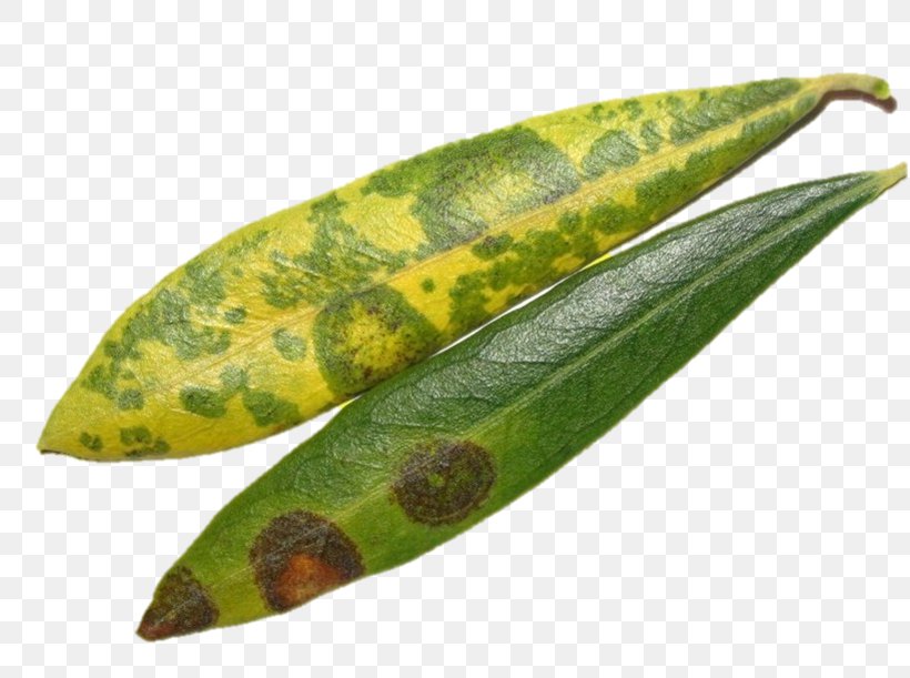 Spilocaea Oleaginea Leaf Olive Disease Bonsai, PNG, 816x611px, Leaf, Bonsai, Disease, Ingredient, Maslinarstvo Download Free