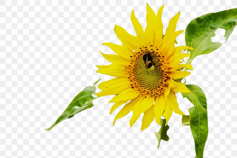 Sunflower, PNG, 2448x1632px, Watercolor, Flower, Flowering Plant, Paint, Petal Download Free