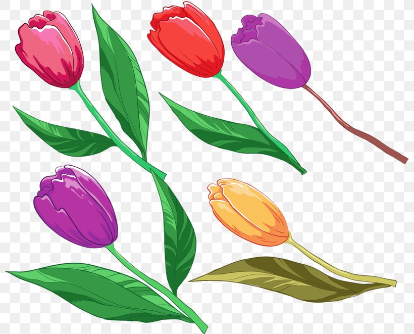 Tulip Flower, PNG, 800x661px, Tulip, Designer, Drawing, Flower, Flowering Plant Download Free