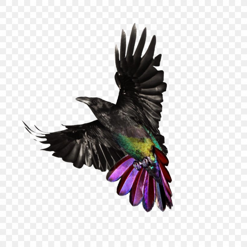 Author Loudspeaker Beak Toastmasters International Parrot, PNG, 1000x1000px, Author, Beak, Bird, Book, Facilitator Download Free