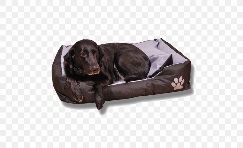 Boykin Spaniel Labrador Retriever Flat-Coated Retriever Dog Breed Dog Collar, PNG, 500x500px, Boykin Spaniel, Bed, Breed, Coat, Collar Download Free