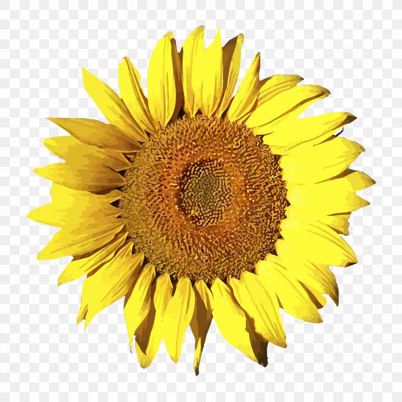 Free Content Common Sunflower Clip Art, PNG, 1667x1667px, Free Content, Common Sunflower, Daisy Family, Flower, Flowering Plant Download Free