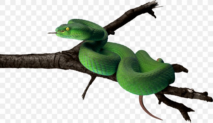 Snake Green Anaconda Clip Art, PNG, 2589x1501px, Snake, Anaconda, Beak, Bird, Fauna Download Free